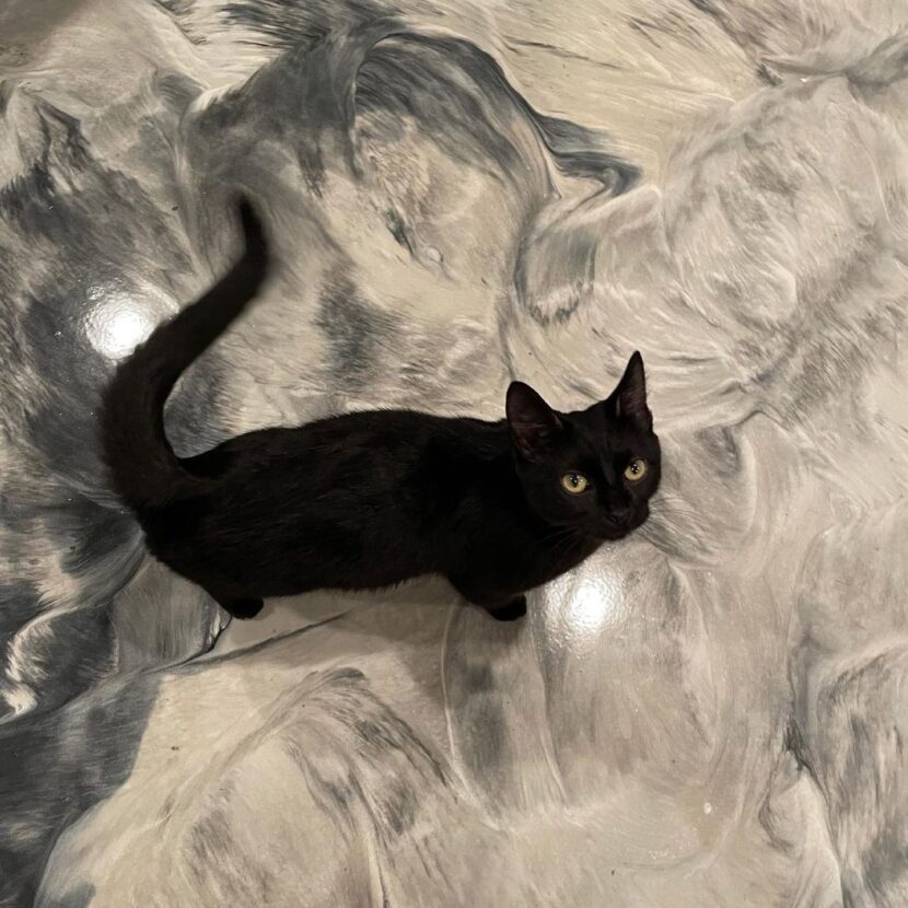 epoxy floor with kitten standing on it